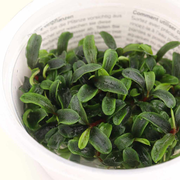 "Orphan" Bucephalandra Needle Leaf Tissue Culture - Aquarium Co - Op