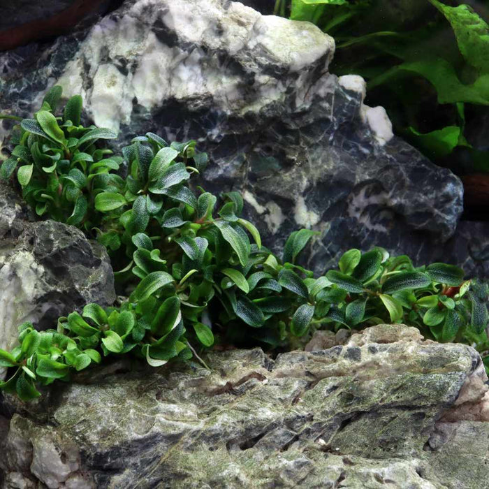 "Orphan" Bucephalandra Needle Leaf Tissue Culture - Aquarium Co - Op