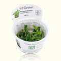 Bucephalandra Pygmaea 'Bukit Kelam' Tissue Culture - Aquarium Co - Op