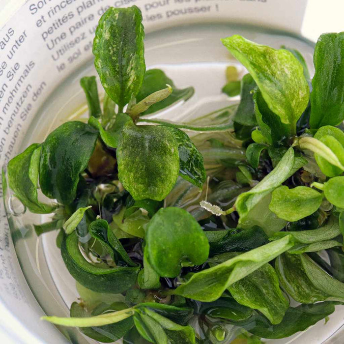 Bucephalandra Pygmaea 'Bukit Kelam' Tissue Culture - Aquarium Co - Op