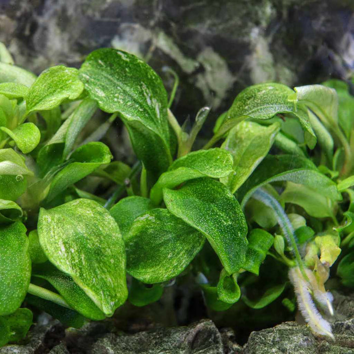 Bucephalandra Pygmaea 'Bukit Kelam' Tissue Culture - Aquarium Co - Op