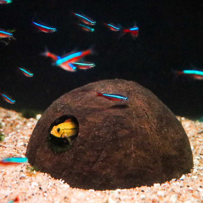 Coconut Hut - Aquarium Co - Op