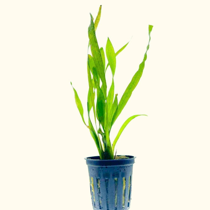 Corkscrew Vallisneria - Aquarium Co - Op