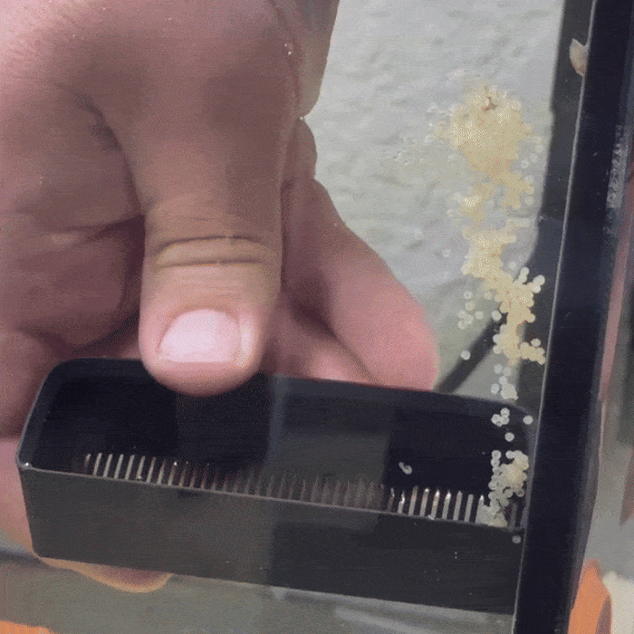 Corydoras Egg Collector