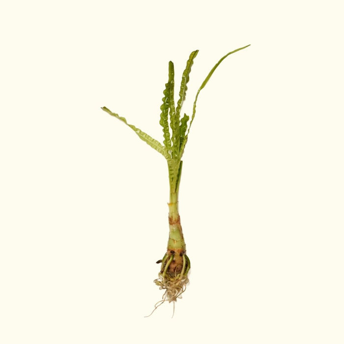 Crinum Calamistratum - Aquarium Co - Op