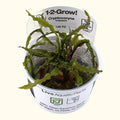 Cryptocoryne crispatula Tissue Culture - Aquarium Co - Op