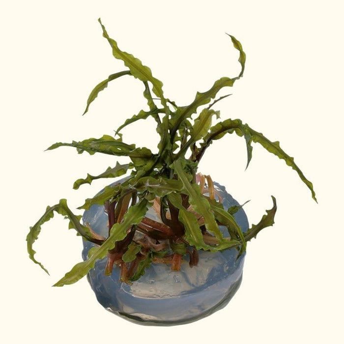 Cryptocoryne crispatula Tissue Culture - Aquarium Co - Op