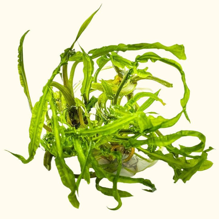 Cryptocoryne crispatula Tissue Culture - Aquarium Co - Op