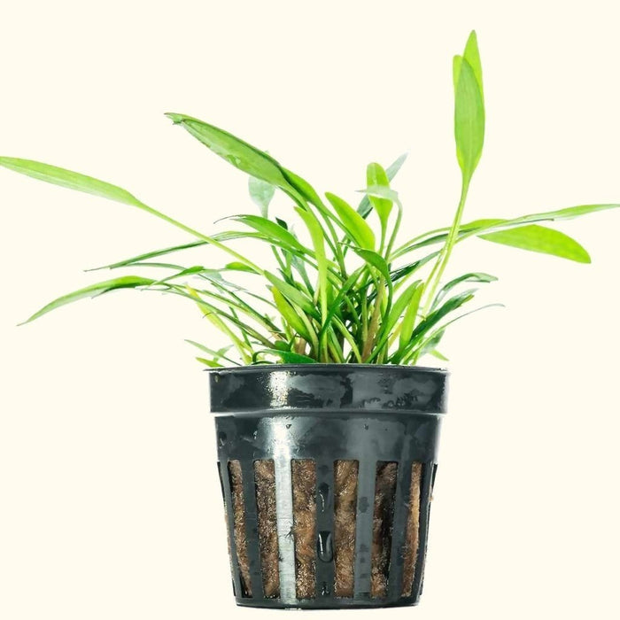 Cryptocoryne Lucens - Aquarium Co - Op