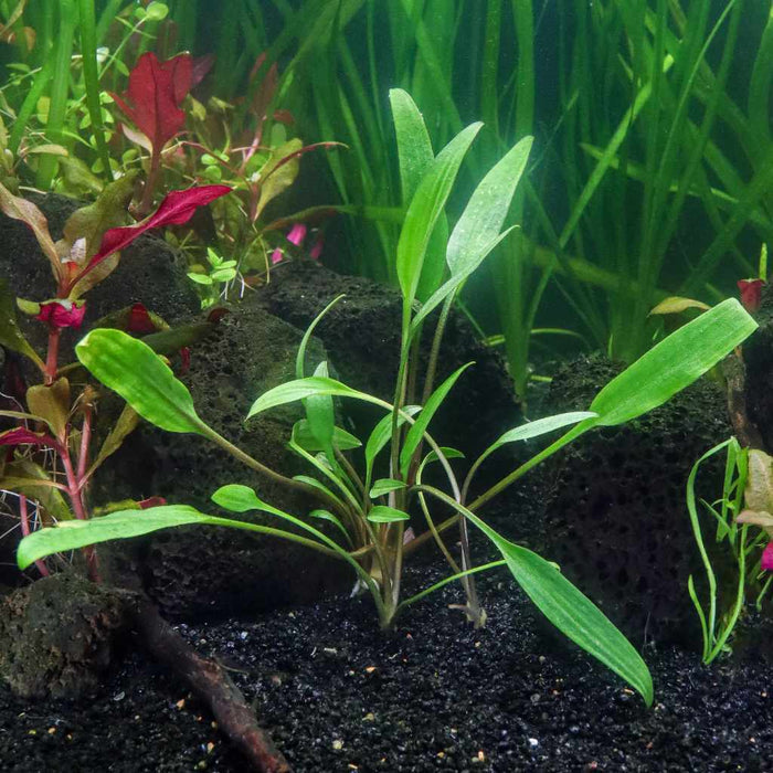 Cryptocoryne Lucens - Aquarium Co - Op