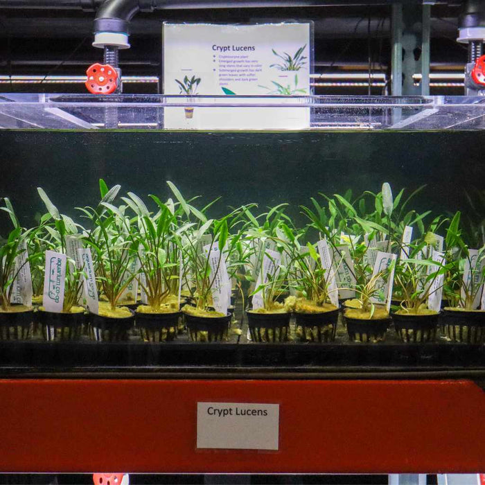 Cryptocoryne Lucens - Aquarium Co - Op