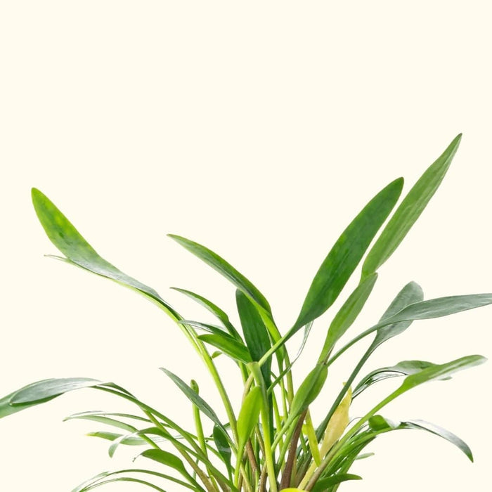 Cryptocoryne Lucens - Aquarium Co - Op