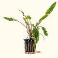 Cryptocoryne Lutea - Aquarium Co - Op