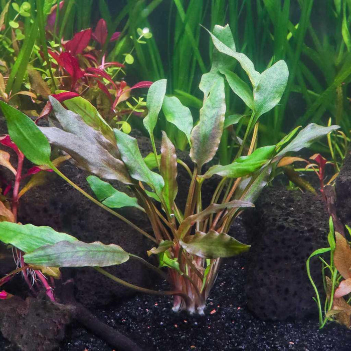 Cryptocoryne Lutea - Aquarium Co - Op