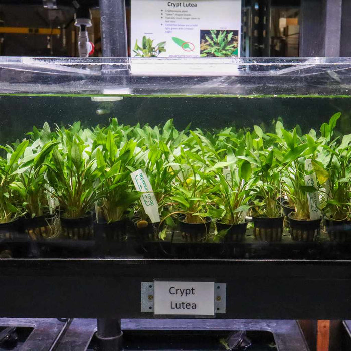 Cryptocoryne Lutea - Aquarium Co - Op