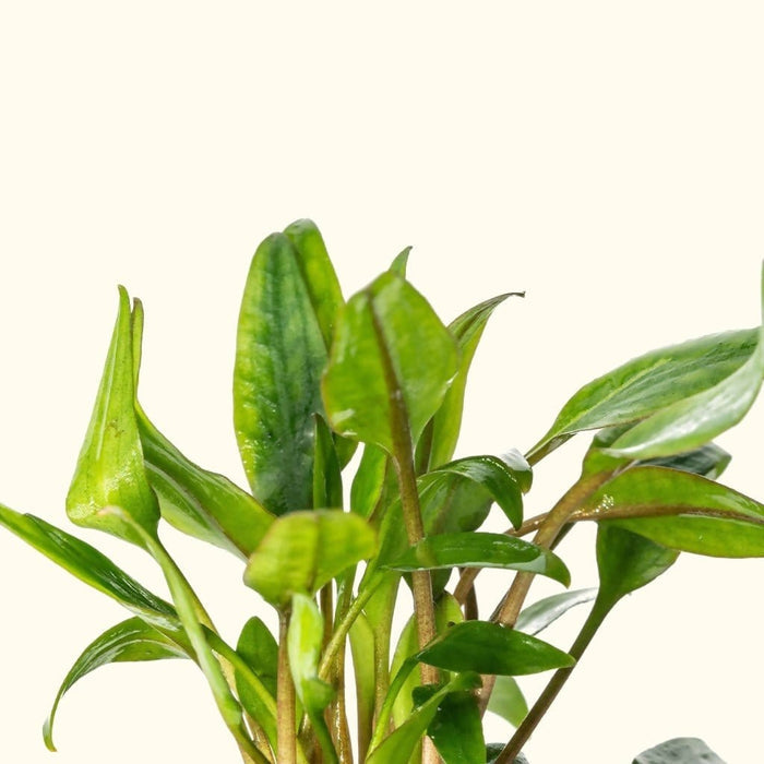 Cryptocoryne Lutea - Aquarium Co - Op