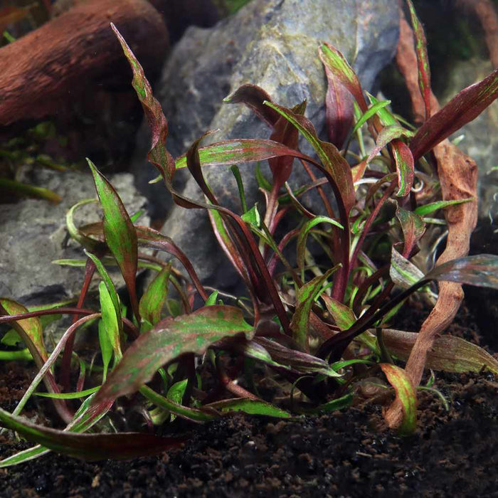 Cryptocoryne Nurii Tissue Culture - Aquarium Co - Op