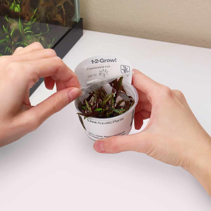 Cryptocoryne Nurii Tissue Culture - Aquarium Co - Op