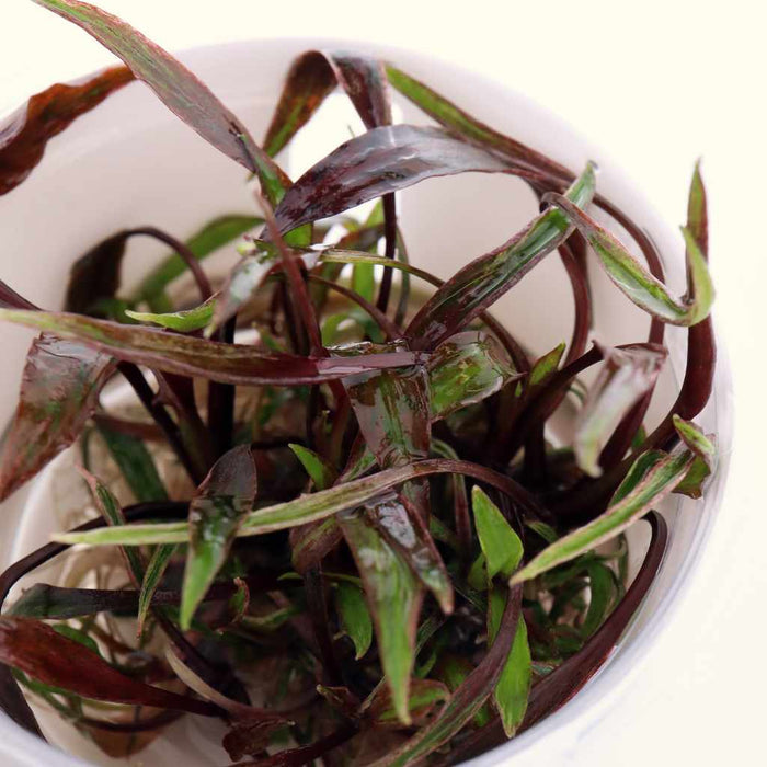 Cryptocoryne Nurii Tissue Culture - Aquarium Co - Op