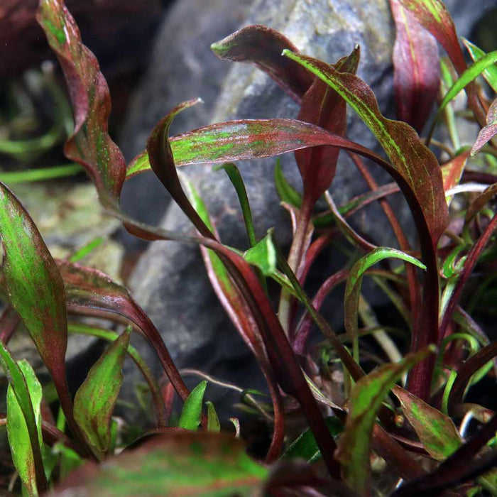 Cryptocoryne Nurii Tissue Culture - Aquarium Co - Op