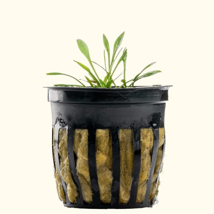 Cryptocoryne Parva - Aquarium Co - Op