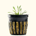 Cryptocoryne Parva - Aquarium Co - Op