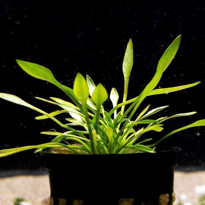 Cryptocoryne Parva - Aquarium Co - Op