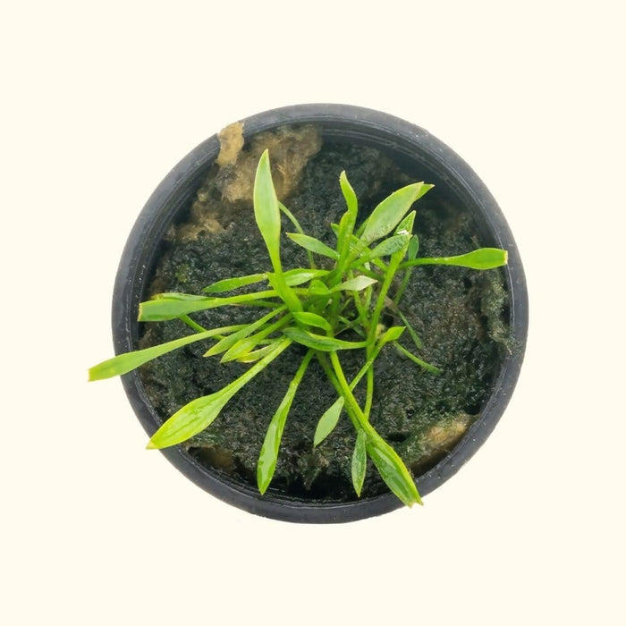 Cryptocoryne Parva - Aquarium Co - Op