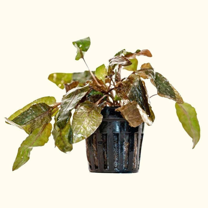 Cryptocoryne Tropica - Aquarium Co - Op