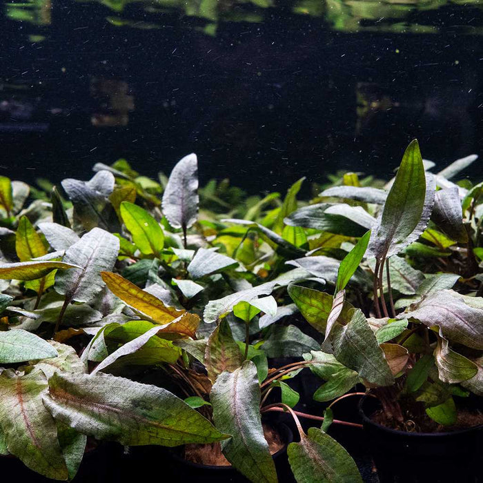 Cryptocoryne Tropica - Aquarium Co - Op