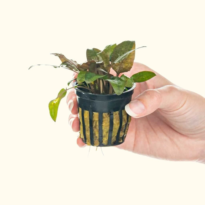 Cryptocoryne Tropica - Aquarium Co - Op