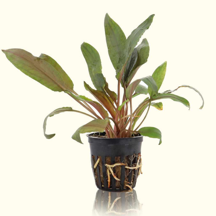 Cryptocoryne Undulata - Aquarium Co - Op