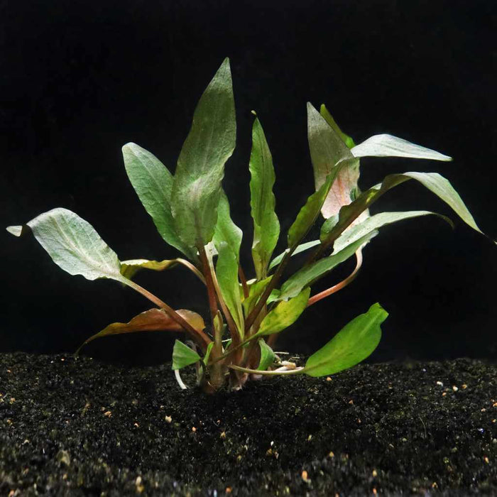 Cryptocoryne Undulata - Aquarium Co - Op