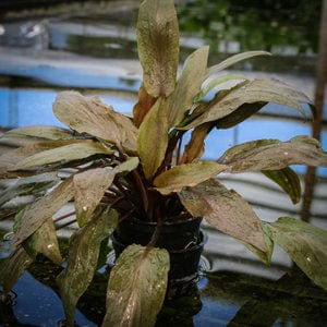 Cryptocoryne Undulata - Aquarium Co - Op