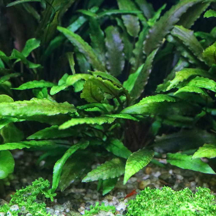 Cryptocoryne Wendtii Green - Aquarium Co - Op