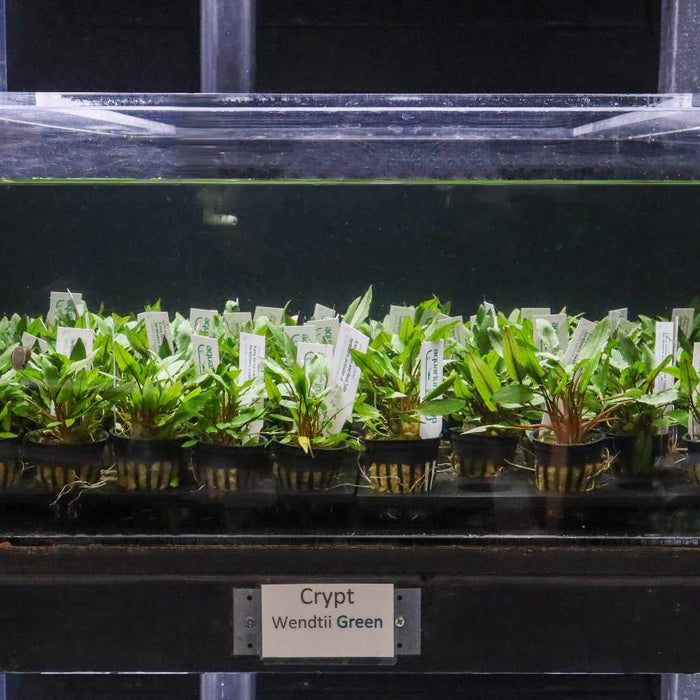 Cryptocoryne Wendtii Green - Aquarium Co - Op
