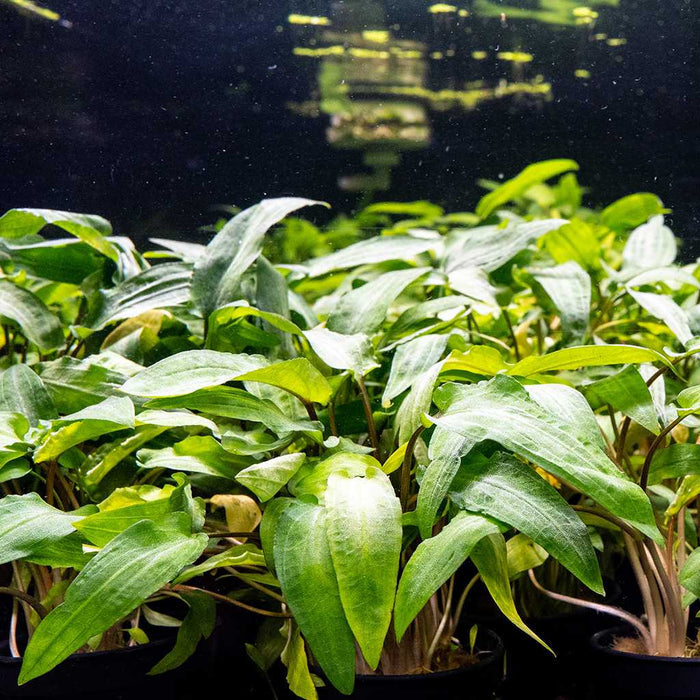 Cryptocoryne Wendtii Green - Aquarium Co - Op