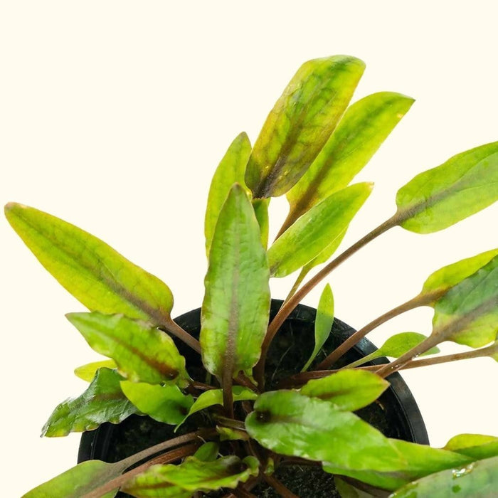 Cryptocoryne Wendtii Green - Aquarium Co - Op