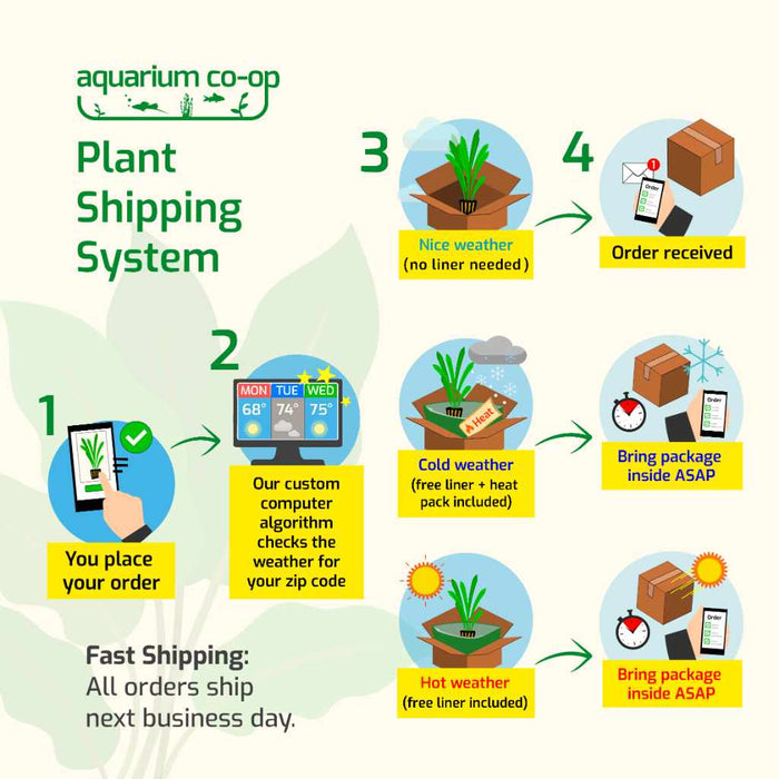 "Orphan" Bucephalandra Needle Leaf Tissue Culture - Aquarium Co - Op