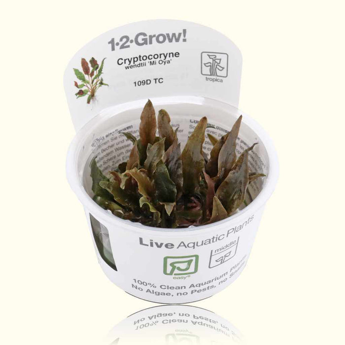 Cryptocoryne Wendtii 'Mi Oya' Tissue Culture - Aquarium Co - Op