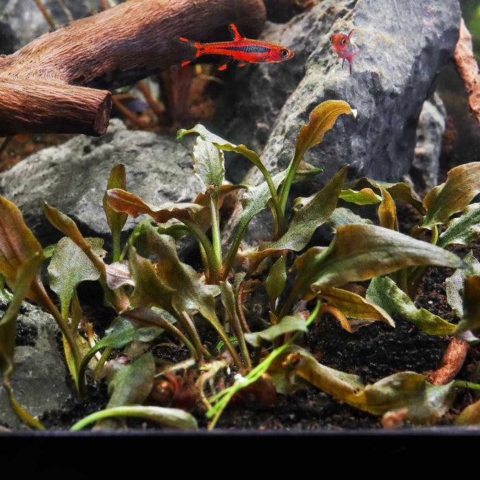 Cryptocoryne Wendtii 'Mi Oya' Tissue Culture - Aquarium Co - Op