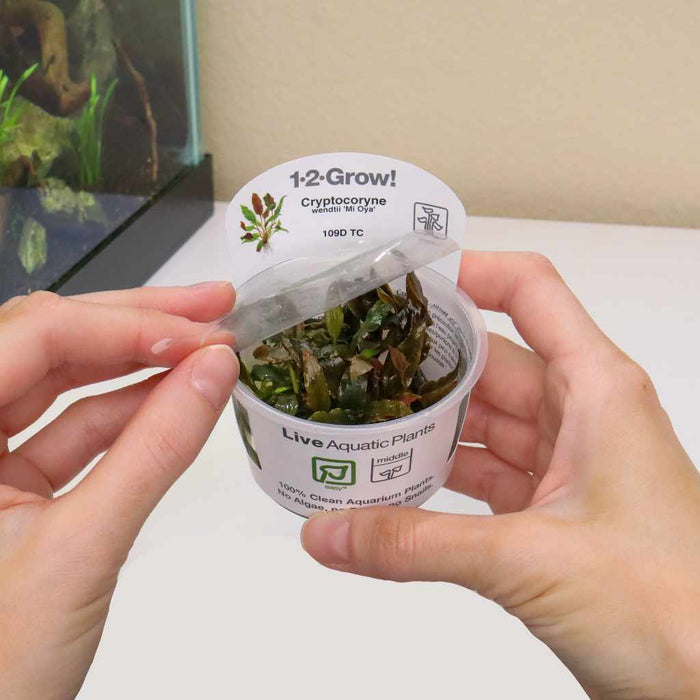 Cryptocoryne Wendtii 'Mi Oya' Tissue Culture - Aquarium Co - Op