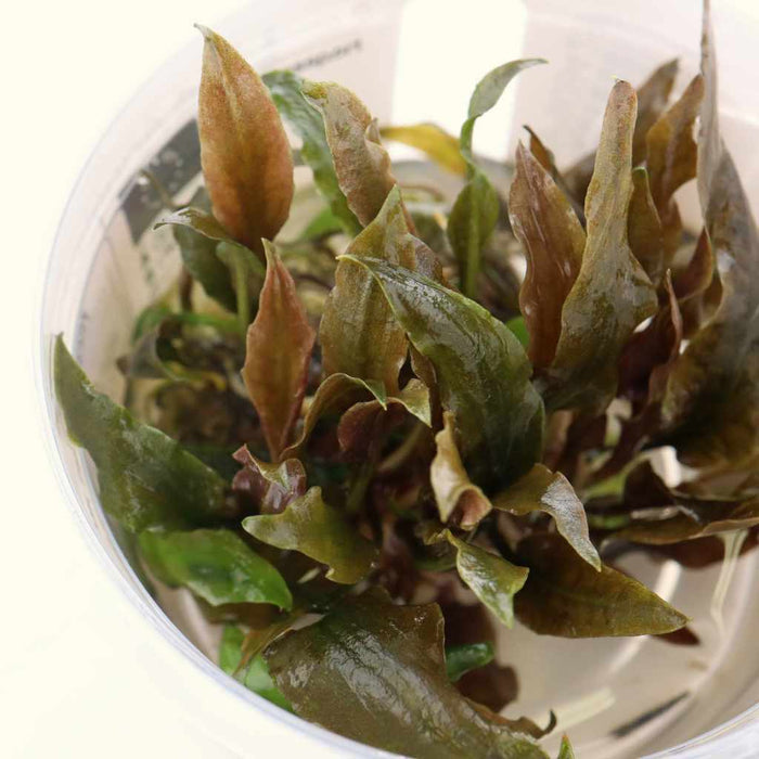 Cryptocoryne Wendtii 'Mi Oya' Tissue Culture - Aquarium Co - Op