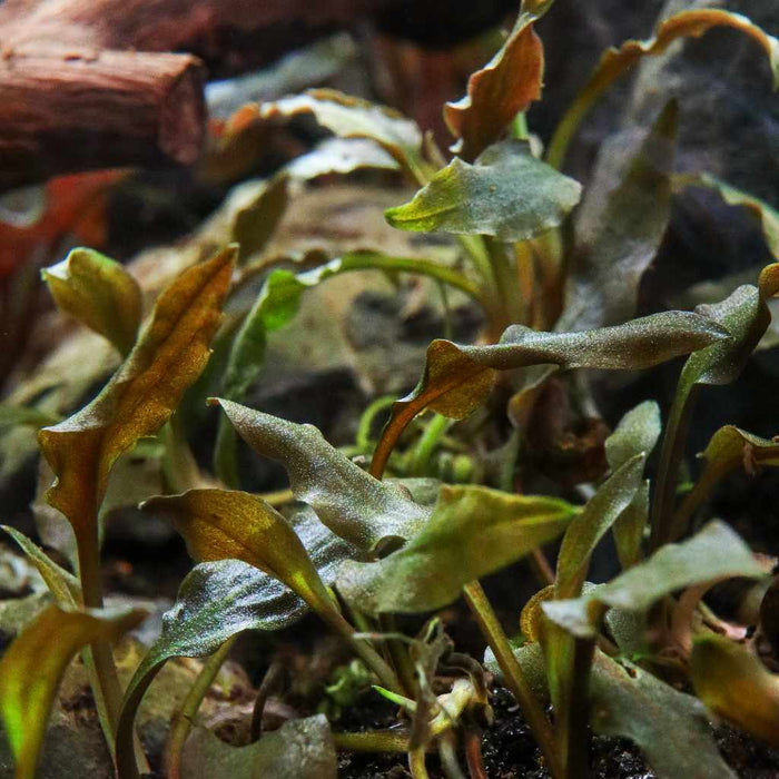 Cryptocoryne Wendtii 'Mi Oya' Tissue Culture - Aquarium Co - Op