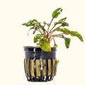 Cryptocoryne Wendtii Red - Aquarium Co - Op