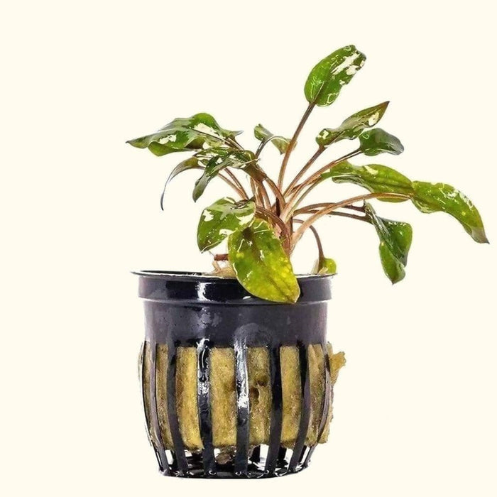 Cryptocoryne Wendtii Red - Aquarium Co - Op