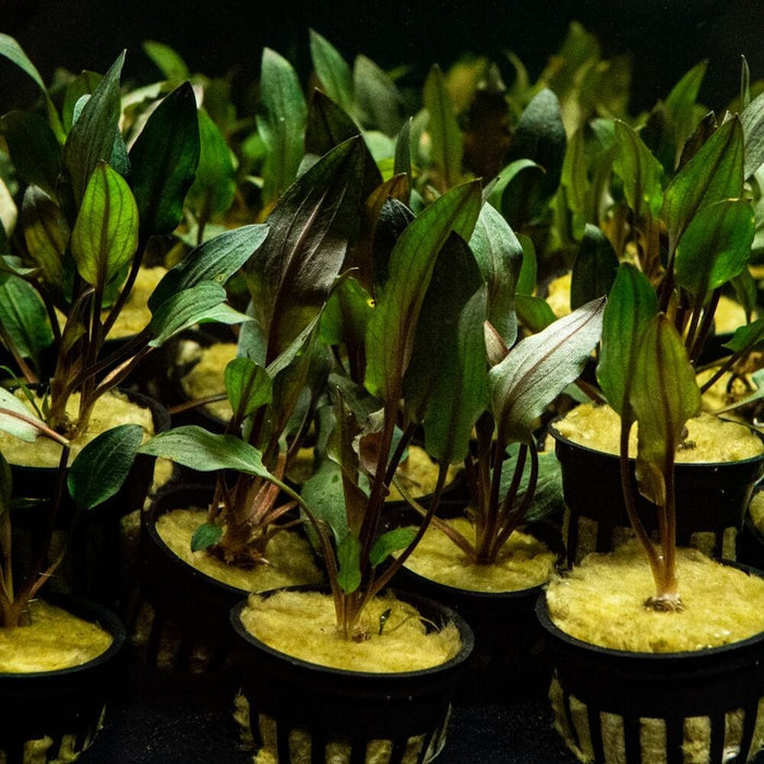 Cryptocoryne Wendtii Red - Aquarium Co - Op