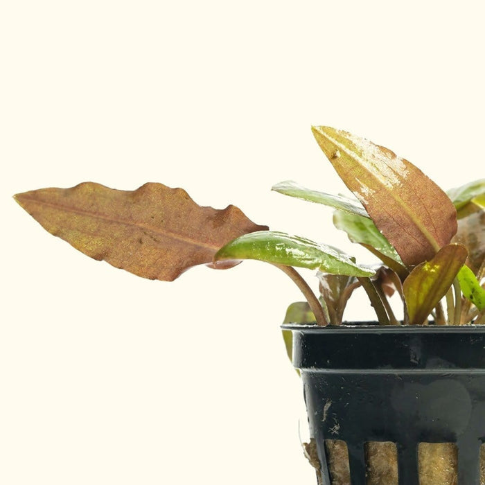 Cryptocoryne Wendtii Red - Aquarium Co - Op