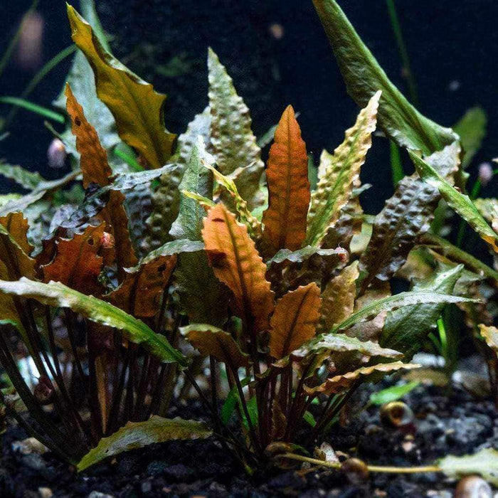 Cryptocoryne Wendtii Red - Aquarium Co - Op