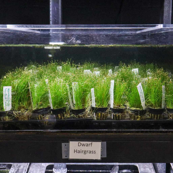 Dwarf Hairgrass - Aquarium Co - Op